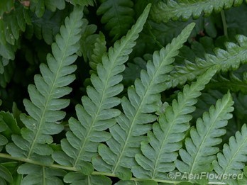 Underside of pinnules on sterile frond